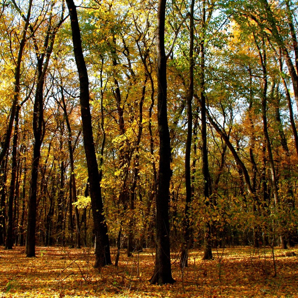 Обои деревья, лес, листья, ветки, стволы, осень, trees, forest, leaves, branches, trunks, autumn разрешение 3888x2592 Загрузить