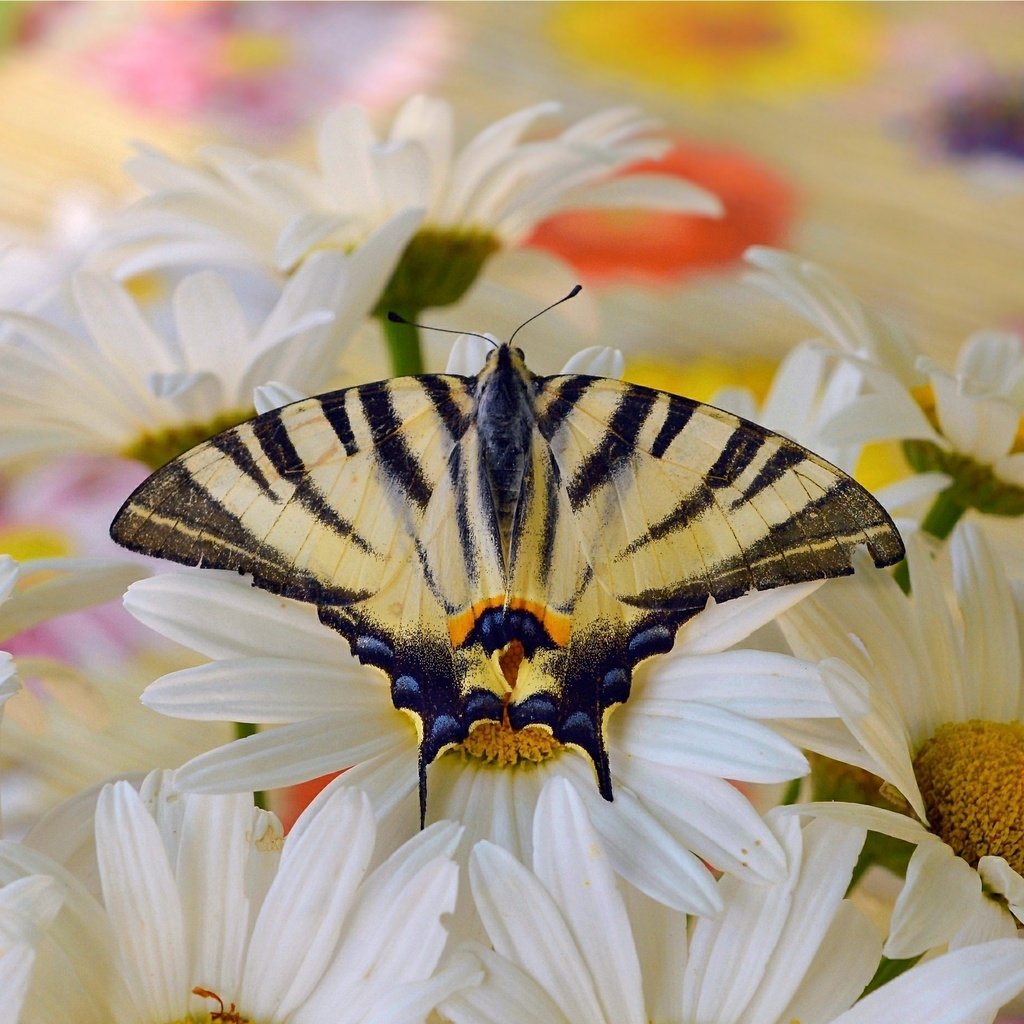 Обои макро, насекомое, бабочка, крылья, ромашки, белые цветы, монарх, macro, insect, butterfly, wings, chamomile, white flowers, monarch разрешение 3002x1858 Загрузить