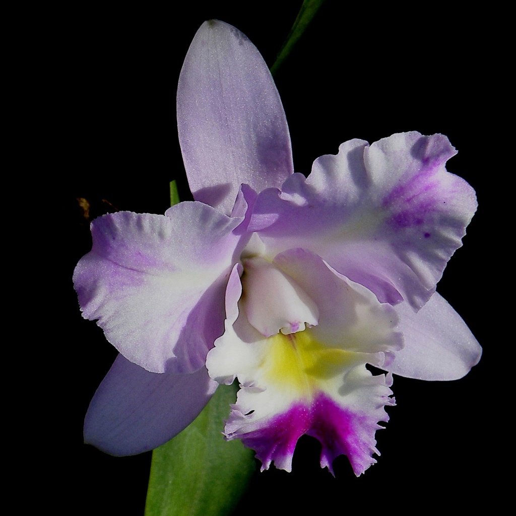 Обои макро, фон, цветок, лепестки, черный фон, орхидея, macro, background, flower, petals, black background, orchid разрешение 3000x1832 Загрузить