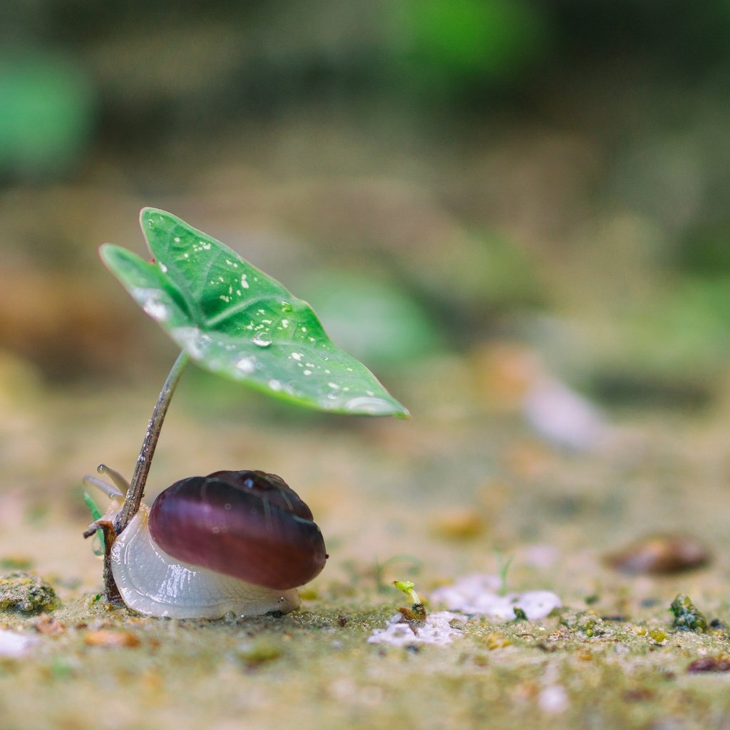 Обои природа, макро, фон, капли, лист, улитка, nature, macro, background, drops, sheet, snail разрешение 2048x1365 Загрузить