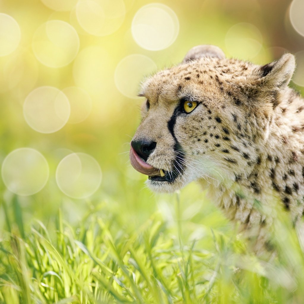 Обои морда, трава, блики, гепард, дикая кошка, боке, face, grass, glare, cheetah, wild cat, bokeh разрешение 5605x3742 Загрузить