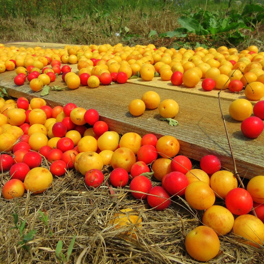 Обои фрукты, урожай, плоды, алыча, слива, fruit, harvest, plum, drain разрешение 1920x1440 Загрузить