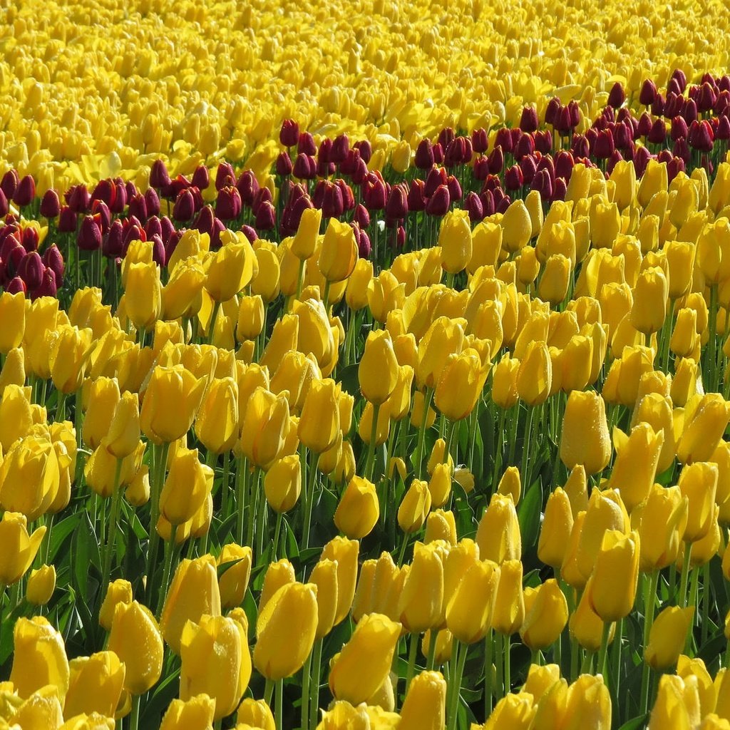 Обои цветы, поле, тюльпаны, желтые, flowers, field, tulips, yellow разрешение 2048x1151 Загрузить