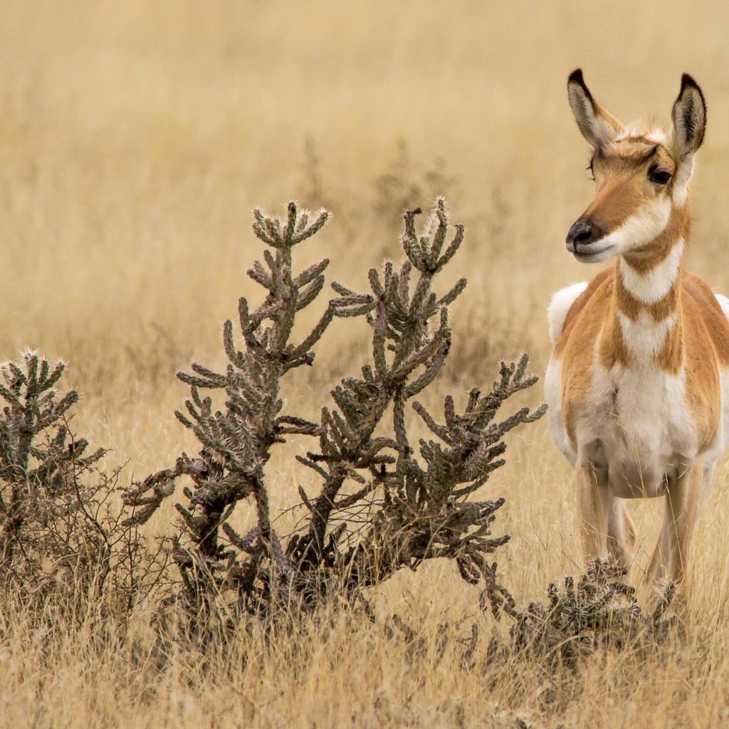 Обои природа, антилопа, вилорог, nature, antelope, pronghorn разрешение 2048x1152 Загрузить