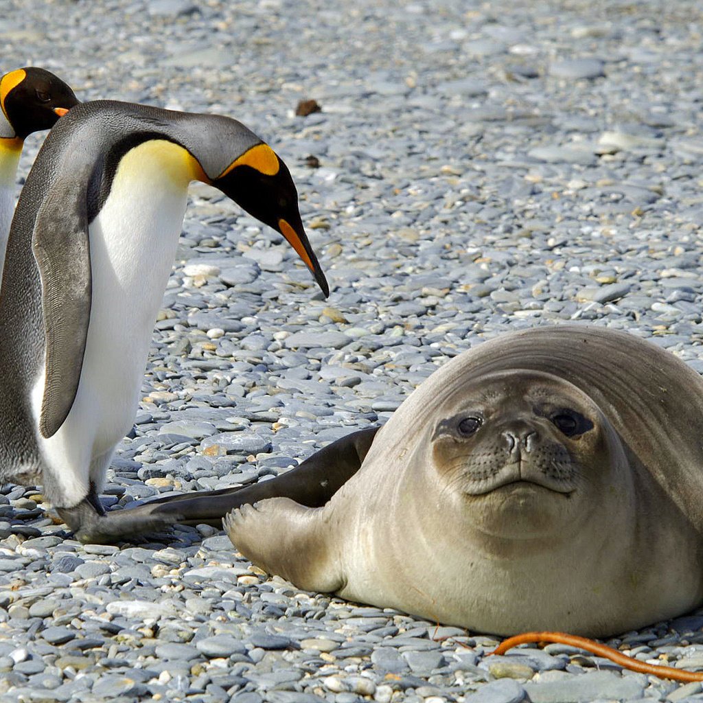 Обои природа, камни, животные, птицы, антарктида, тюлень, пингвины, nature, stones, animals, birds, antarctica, seal, penguins разрешение 2322x1382 Загрузить