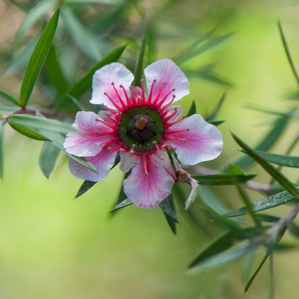 Обои природа, листья, цветок, лепестки, лептоспермум, nature, leaves, flower, petals, leptospermum разрешение 4288x2717 Загрузить