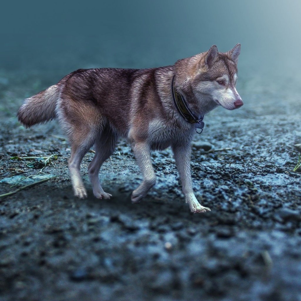 Обои природа, собака, прогулка, животное, хаски, ошейник, пес, хаска, nature, dog, walk, animal, husky, collar разрешение 2048x1263 Загрузить