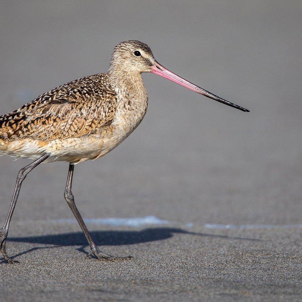 Обои птица, клюв, перья, пятнистый веретенник, веретенник, bird, beak, feathers, spotted black-tailed godwit, black-tailed godwit разрешение 2048x1152 Загрузить