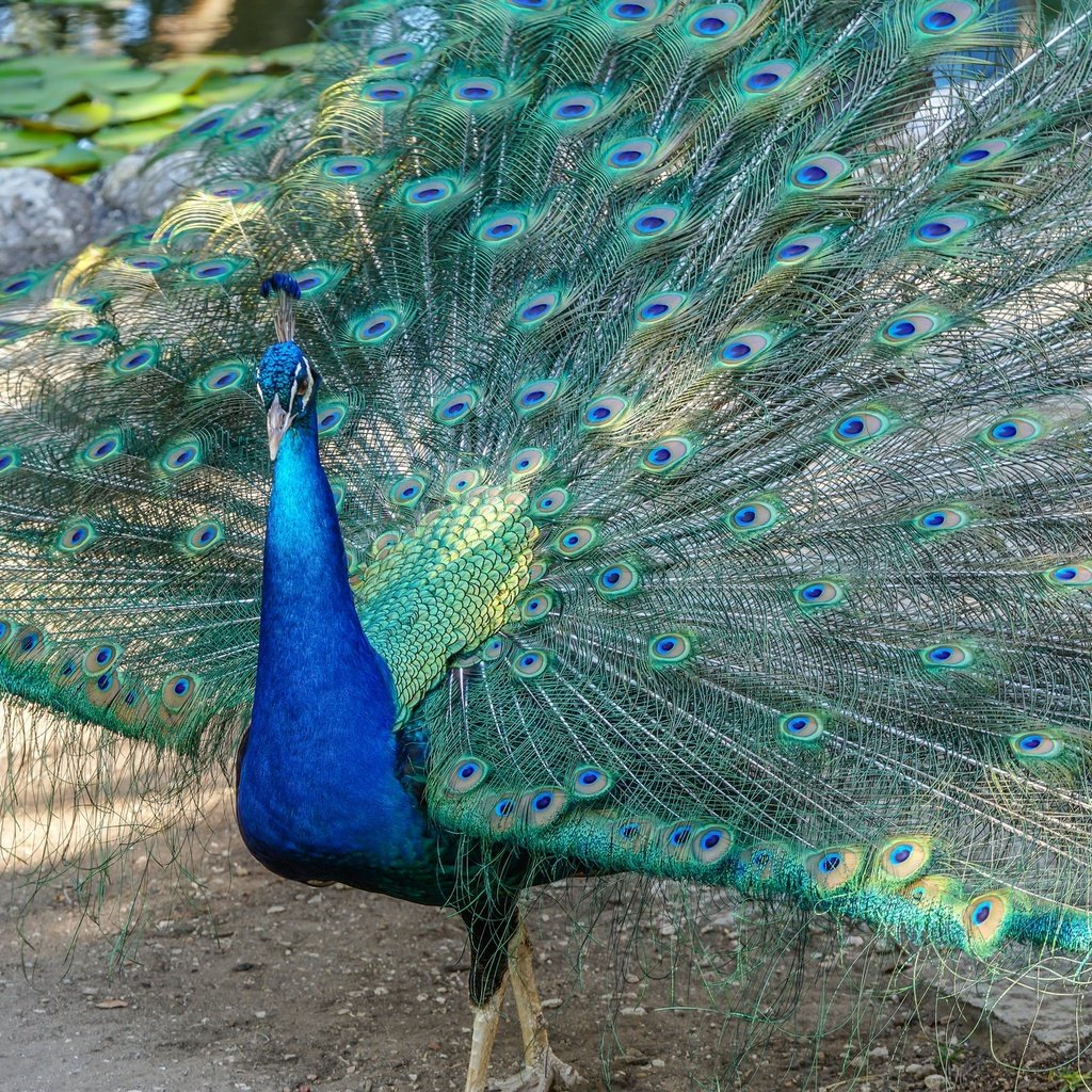 Обои птица, клюв, павлин, перья, хвост, bird, beak, peacock, feathers, tail разрешение 2048x1365 Загрузить