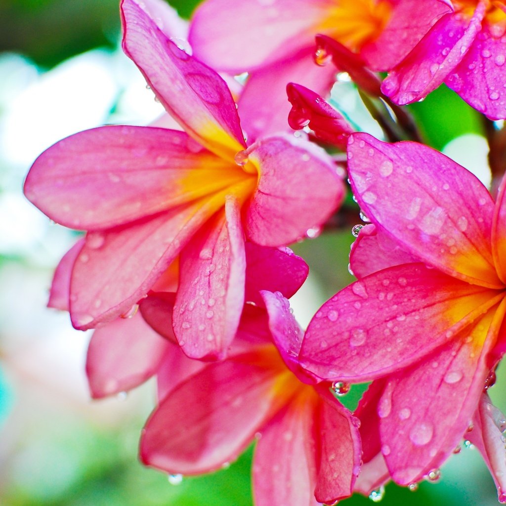 Обои цветы, роса, капли, плюмерия, flowers, rosa, drops, plumeria разрешение 3840x2571 Загрузить