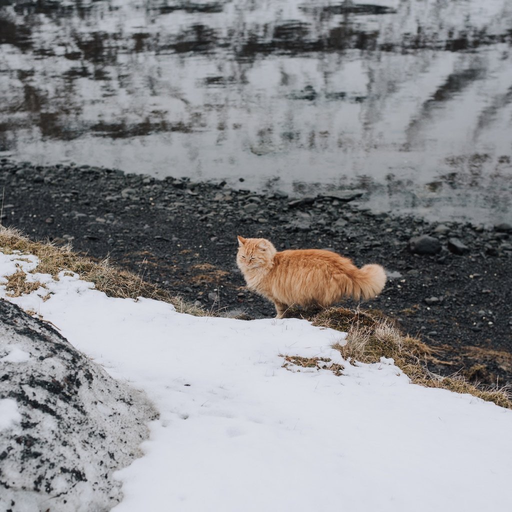 Обои снег, кот, мордочка, усы, кошка, взгляд, рыжий, snow, cat, muzzle, mustache, look, red разрешение 7360x4912 Загрузить