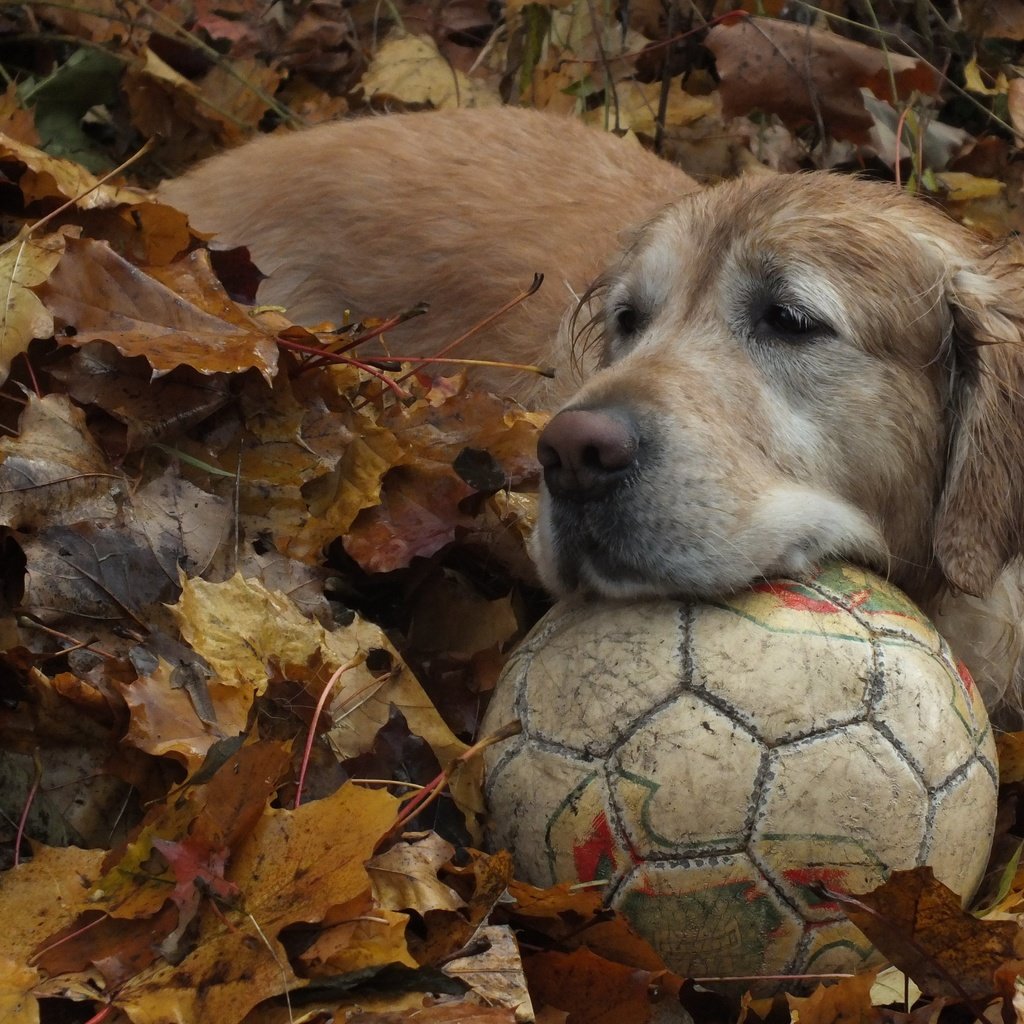 Обои листья, осень, собака, мяч, золотистый ретривер, leaves, autumn, dog, the ball, golden retriever разрешение 4608x3456 Загрузить
