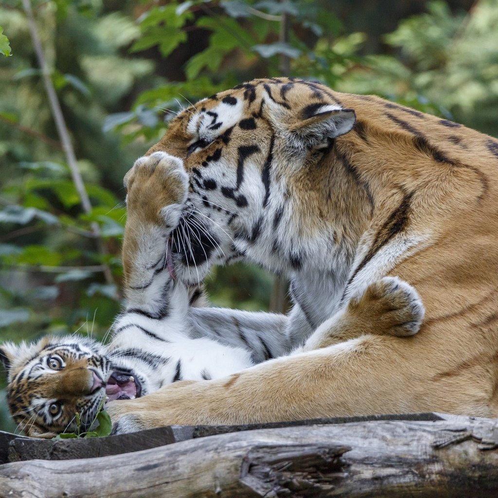 Обои тигр, игра, отдых, тигренок, малыш, тигрица, tiger, the game, stay, baby, tigress разрешение 2048x1365 Загрузить