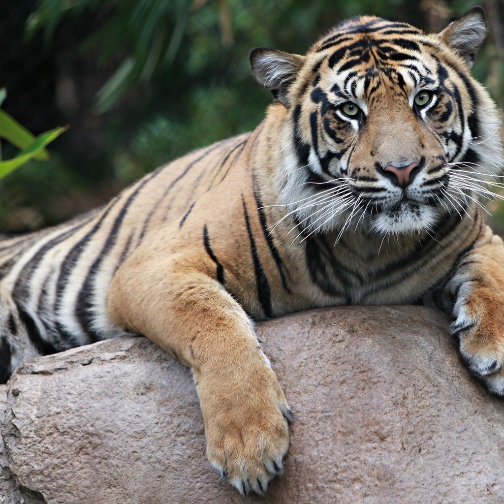 Обои тигр, животные, хищник, tiger, animals, predator разрешение 2048x1152 Загрузить