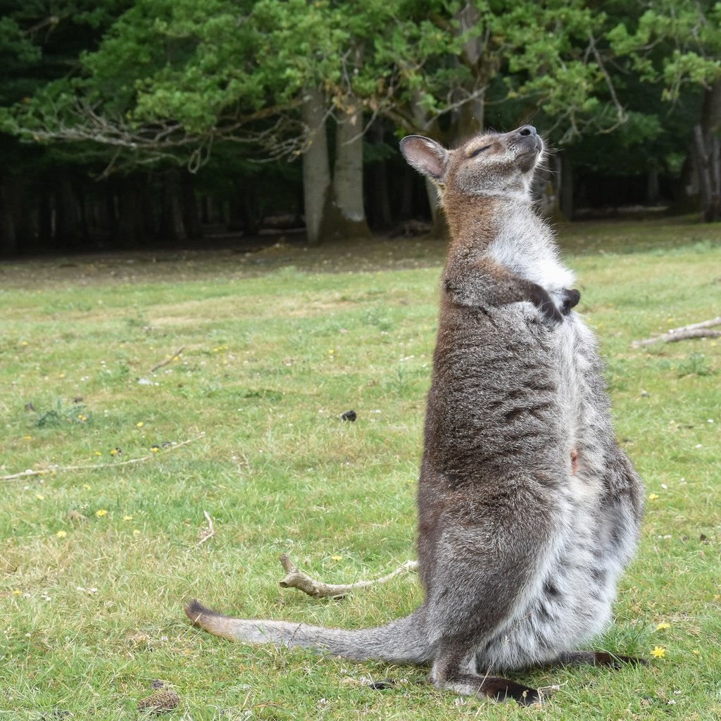 Обои трава, кенгуру, grass, kangaroo разрешение 2048x1365 Загрузить