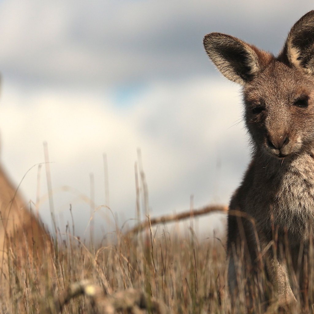 Обои трава, кенгуру, grass, kangaroo разрешение 2880x1920 Загрузить