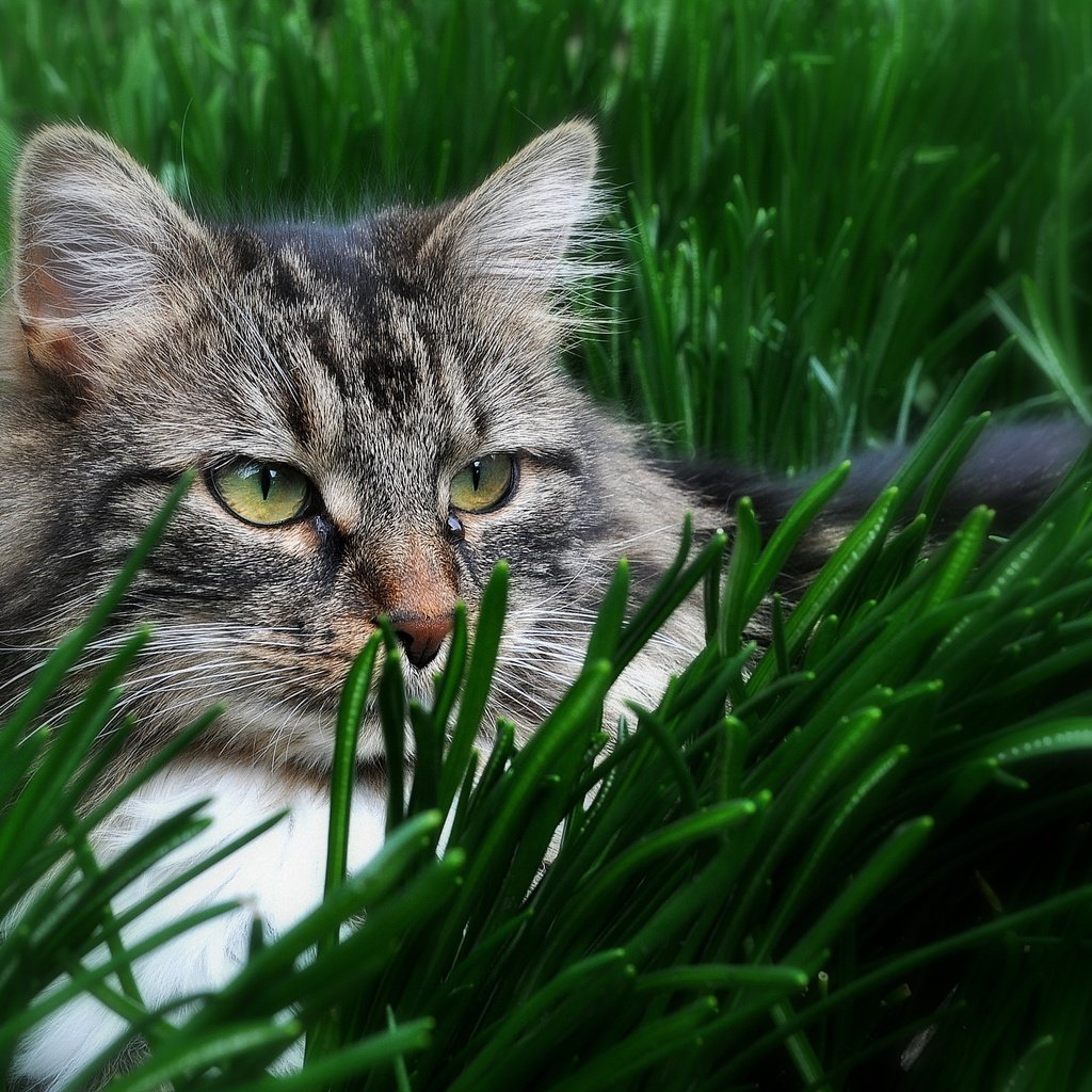 Обои глаза, трава, кот, кошка, взгляд, eyes, grass, cat, look разрешение 2738x1909 Загрузить
