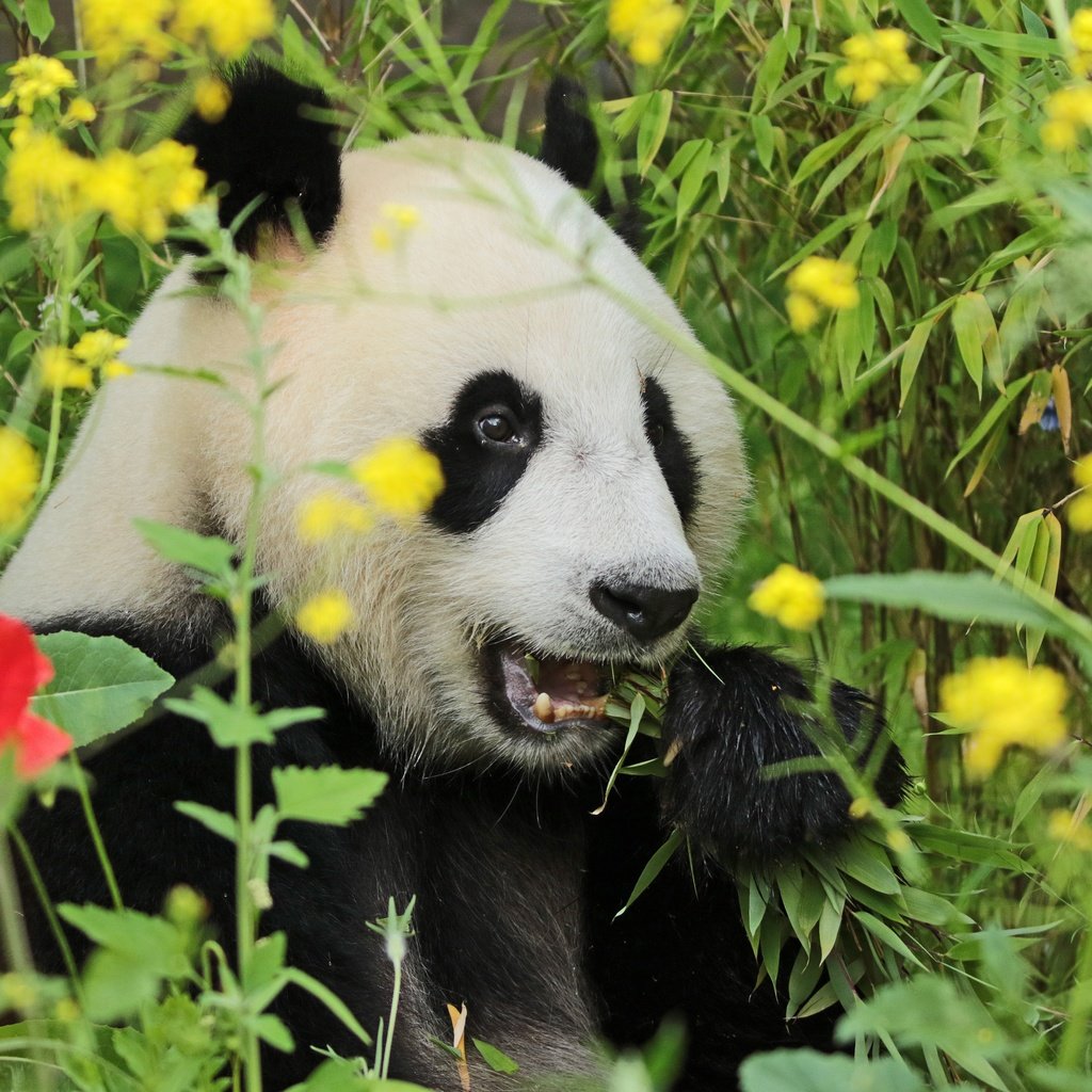 Обои морда, цветы, трава, зелень, взгляд, панда, face, flowers, grass, greens, look, panda разрешение 5136x3464 Загрузить
