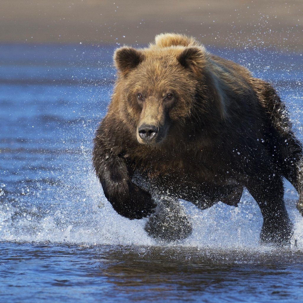 Обои морда, вода, взгляд, медведь, брызги, бег, face, water, look, bear, squirt, running разрешение 4278x2898 Загрузить