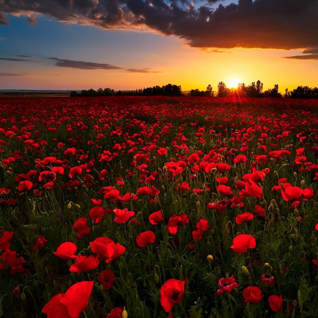 Обои цветы, закат, поле, лето, красные, маки, flowers, sunset, field, summer, red, maki разрешение 1920x1168 Загрузить