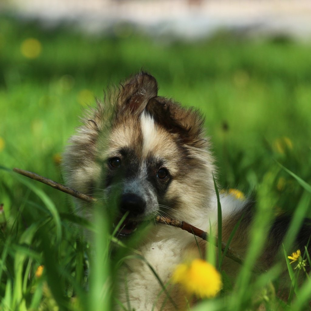 Обои цветы, зелень, взгляд, собака, щенок, лайка, палочка, flowers, greens, look, dog, puppy, laika, wand разрешение 1920x1280 Загрузить