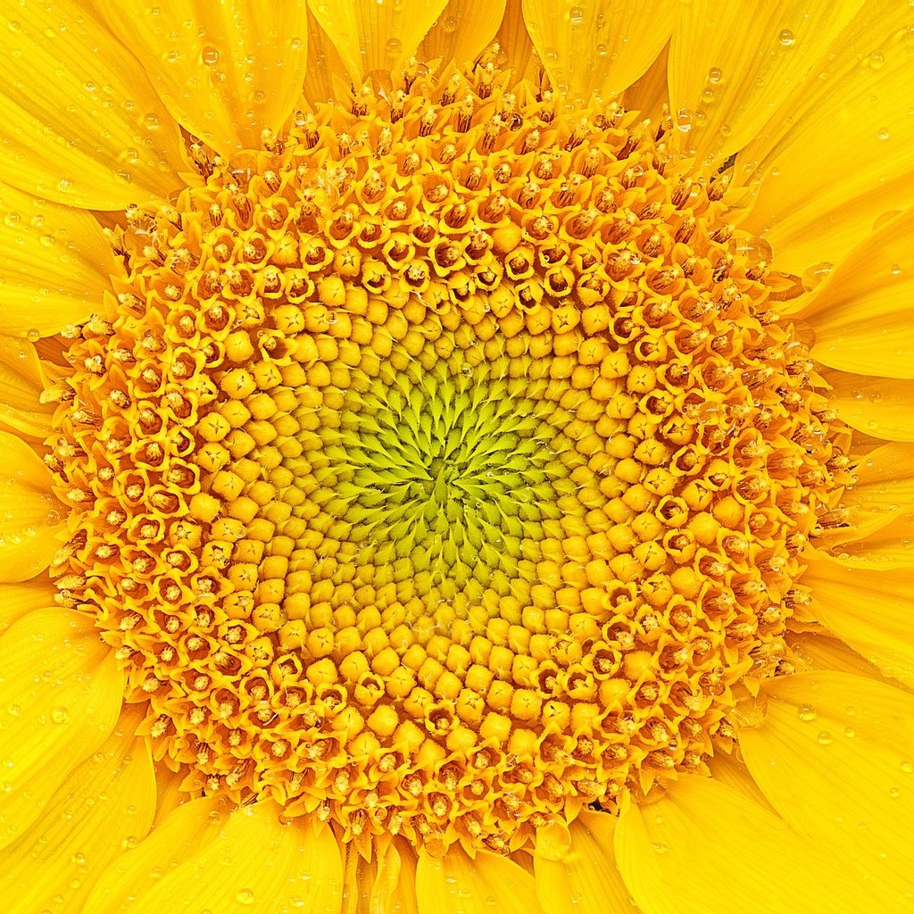 Обои желтый, макро, цветок, лепестки, подсолнух, yellow, macro, flower, petals, sunflower разрешение 2048x1480 Загрузить