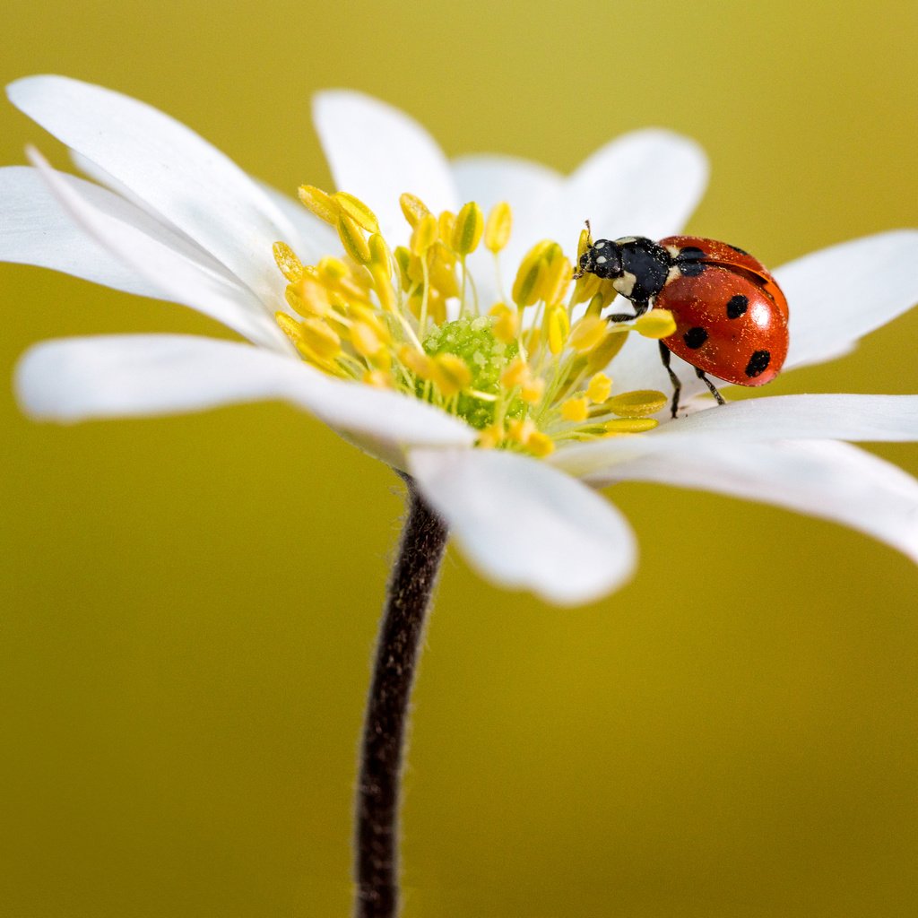 Обои макро, насекомое, цветок, лепестки, божья коровка, анемон, macro, insect, flower, petals, ladybug, anemone разрешение 2880x1920 Загрузить