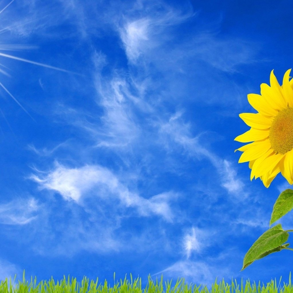 Обои небо, трава, облака, солнце, желтый, цветок, подсолнух, the sky, grass, clouds, the sun, yellow, flower, sunflower разрешение 3840x2160 Загрузить