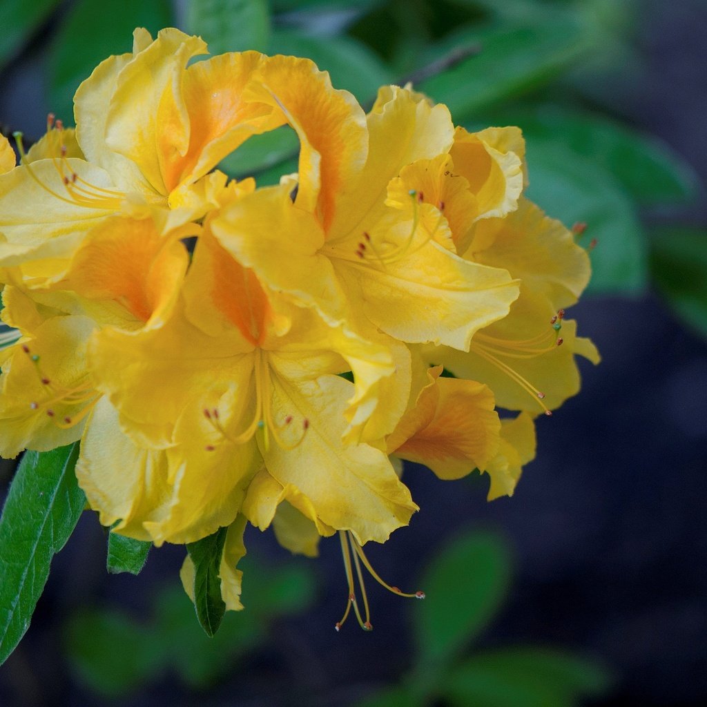 Обои желтые, азалия, рододендрон, yellow, azalea, rhododendron разрешение 2048x1360 Загрузить