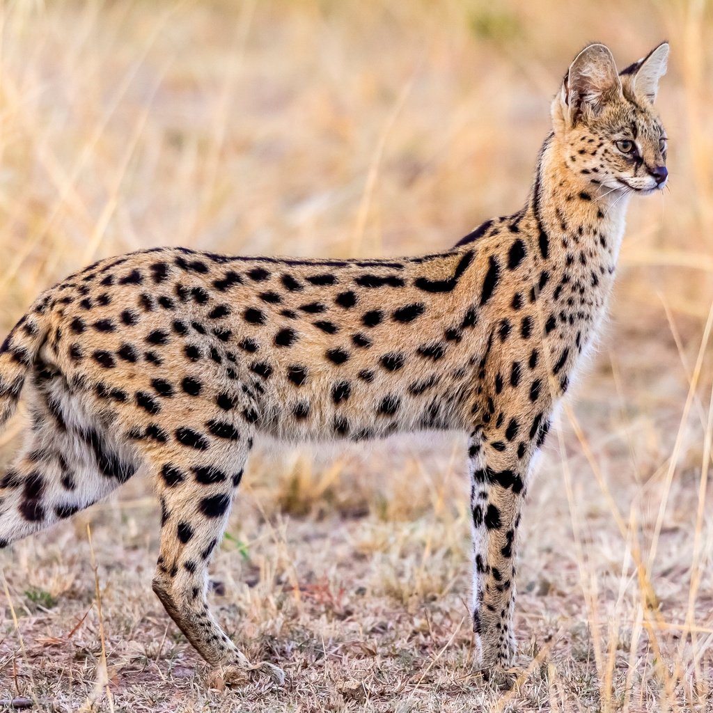 Обои животные, грация, сервал, animals, grace, serval разрешение 2500x1655 Загрузить