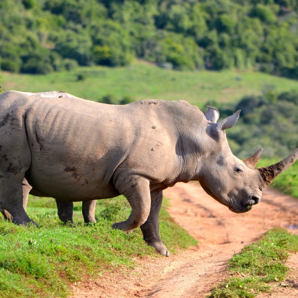 Обои дорога, животные, носорог, рог, road, animals, rhino, horn разрешение 3840x2160 Загрузить