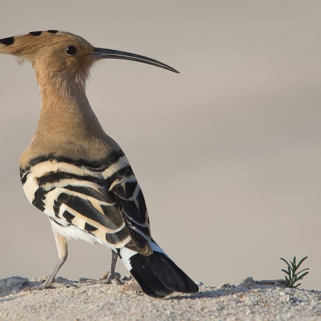 Обои животные, птица, клюв, перья, удод, animals, bird, beak, feathers, hoopoe разрешение 2048x1242 Загрузить