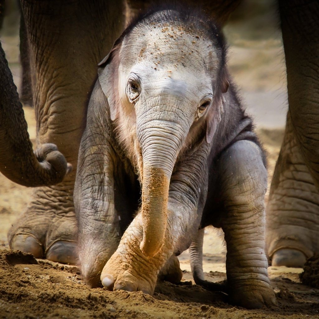 Обои животные, слоны, детеныш, слоненок, animals, elephants, cub, elephant разрешение 2048x1365 Загрузить
