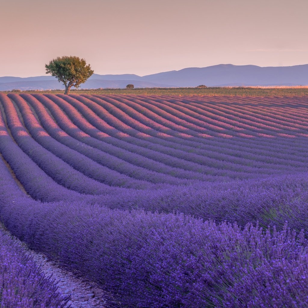 Обои цветы, дерево, поле, лаванда, франция, валансоль, flowers, tree, field, lavender, france, valensole разрешение 2048x1171 Загрузить