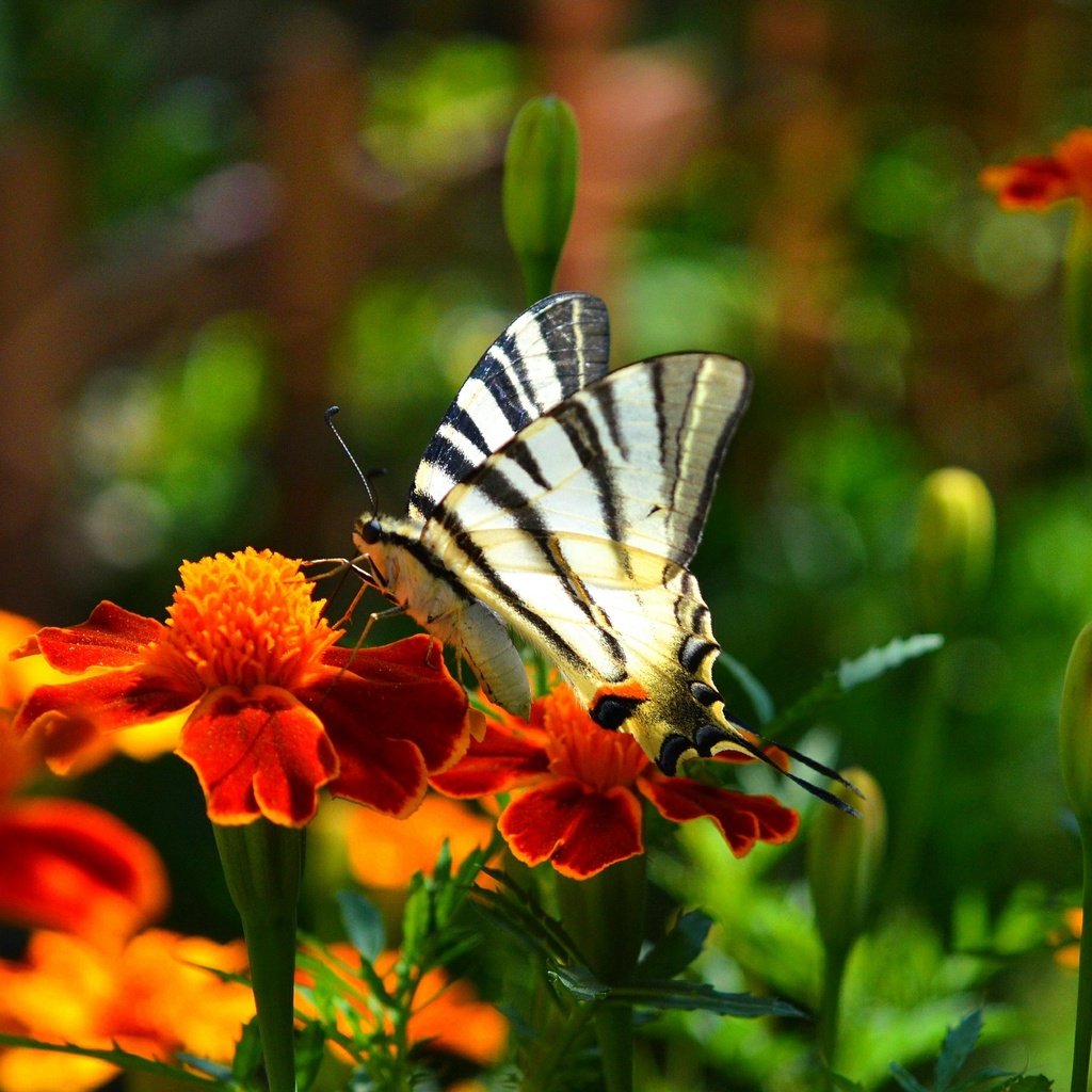 Обои цветы, насекомое, парусник, бабочка, крылья, бархатцы, flowers, insect, sailboat, butterfly, wings, marigolds разрешение 3000x1852 Загрузить
