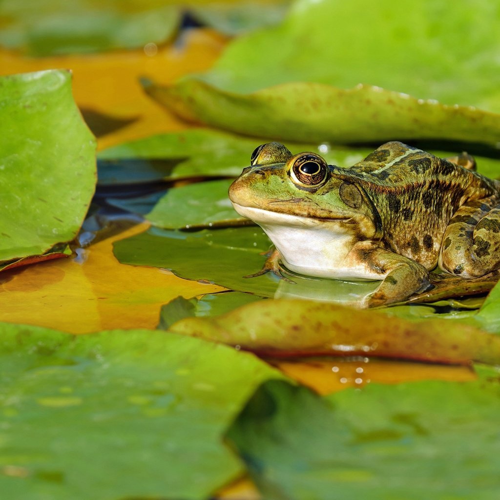 Обои вода, природа, листья, макро, водоем, лягушка, пруд, зеленая, пятнистая, spotted, water, nature, leaves, macro, pond, frog, green разрешение 4712x2650 Загрузить