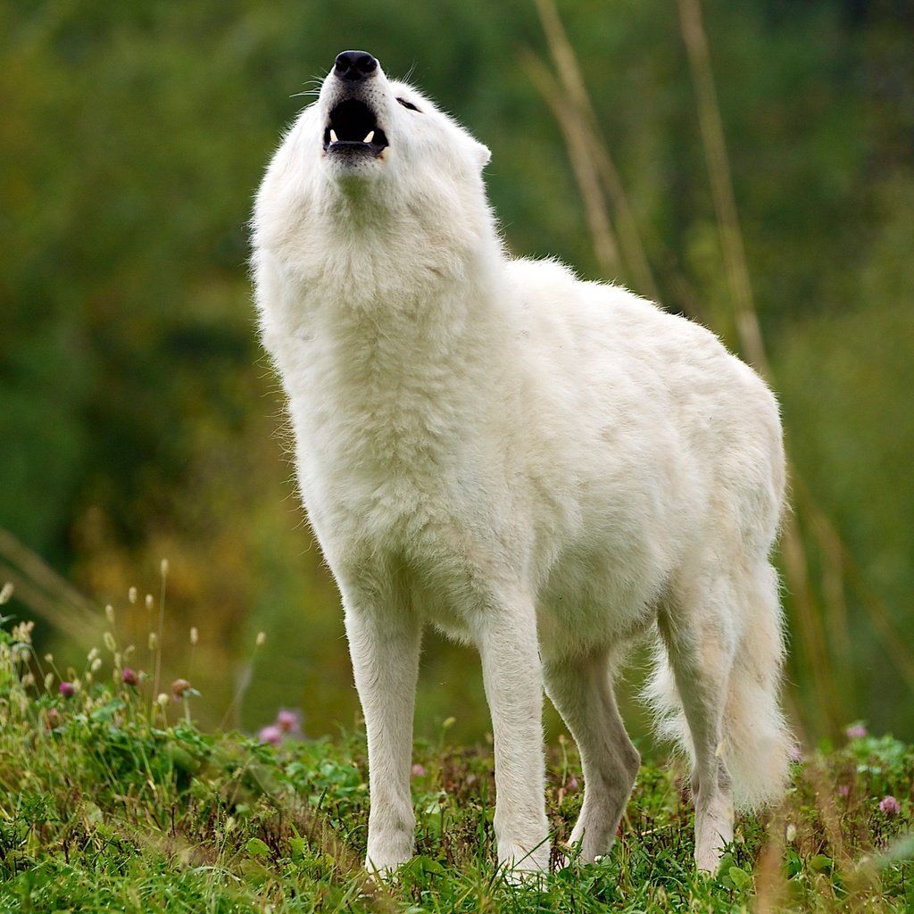 Обои трава, природа, белый, клыки, пасть, волк, вой, арктический волк, grass, nature, white, fangs, mouth, wolf, howl, arctic wolf разрешение 2803x1577 Загрузить