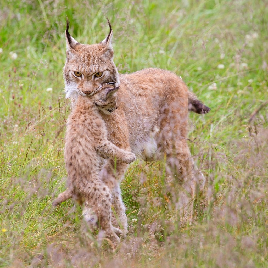 Обои трава, природа, мама, детеныш, рыси, grass, nature, mom, cub, lynx разрешение 2048x1152 Загрузить