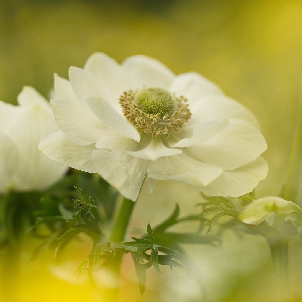 Обои цветы, размытость, белые, анемоны, сон-трава, flowers, blur, white, anemones, sleep-grass разрешение 2048x1153 Загрузить