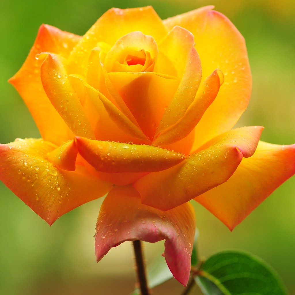 Обои цветок, капли, роза, лепестки, flower, drops, rose, petals разрешение 2880x1800 Загрузить