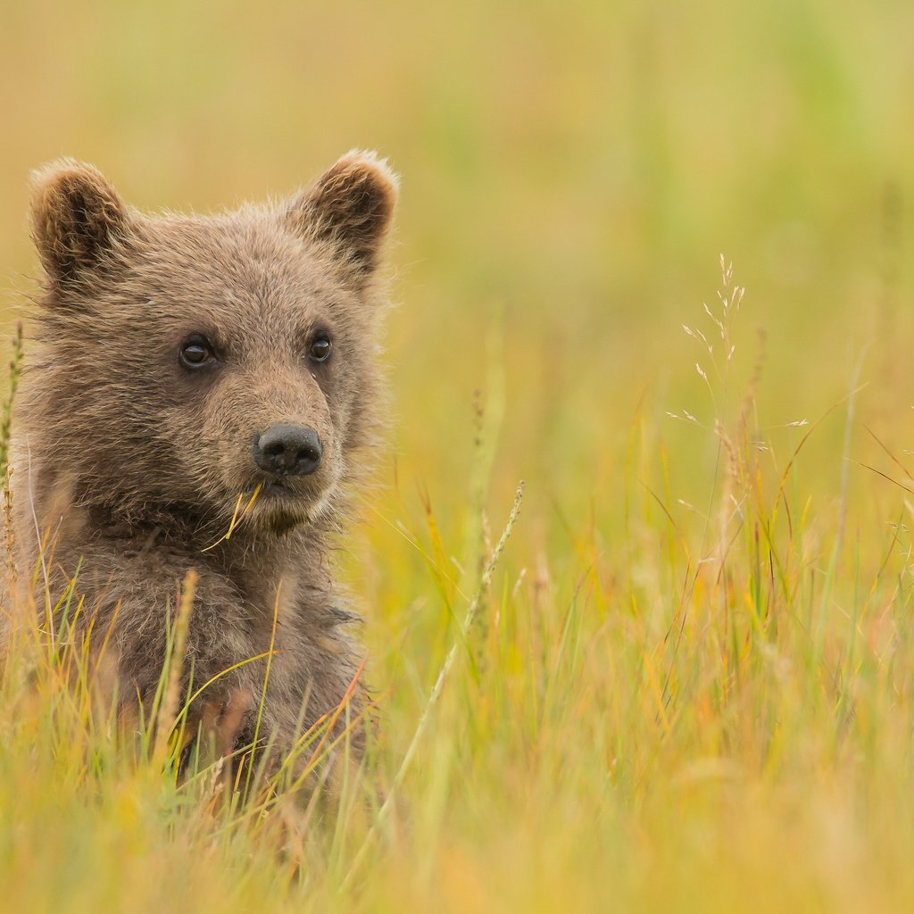 Обои трава, взгляд, медведь, луг, детеныш, медвежонок, grass, look, bear, meadow, cub разрешение 3000x2000 Загрузить