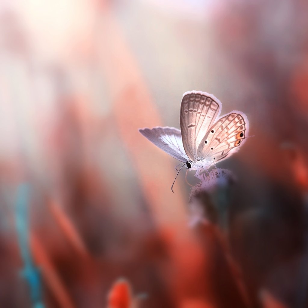 Обои цветы, насекомое, фон, бабочка, крылья, размытость, flowers, insect, background, butterfly, wings, blur разрешение 2500x1667 Загрузить