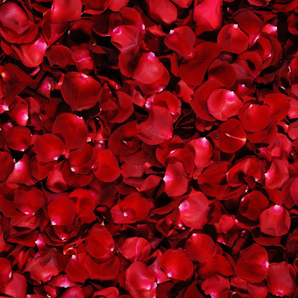 Обои фон, розы, лепестки, красные, background, roses, petals, red разрешение 5075x3172 Загрузить