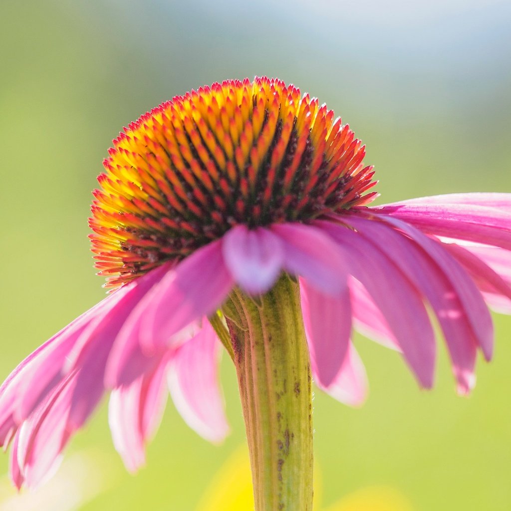 Обои цветок, лепестки, эхинацея, flower, petals, echinacea разрешение 2048x1287 Загрузить