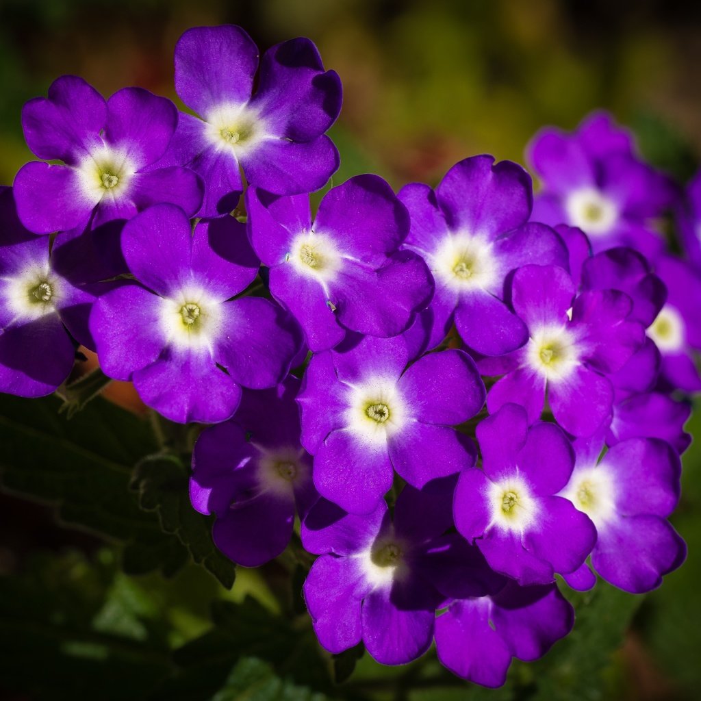 Обои цветы, лепестки, фиолетовые, вербена, flowers, petals, purple, verbena разрешение 4608x3456 Загрузить