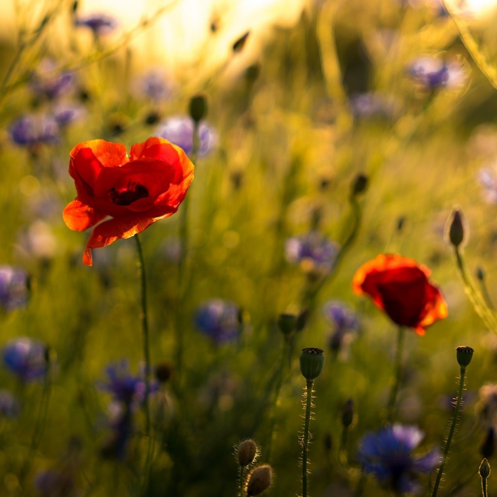 Обои цветы, природа, маки, стебли, васильки, flowers, nature, maki, stems, cornflowers разрешение 2048x1194 Загрузить