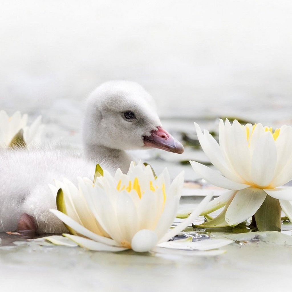 Обои цветы, вода, птенец, птица, клюв, лилии, лебедь, кувшинки, flowers, water, chick, bird, beak, lily, swan, water lilies разрешение 1920x1105 Загрузить