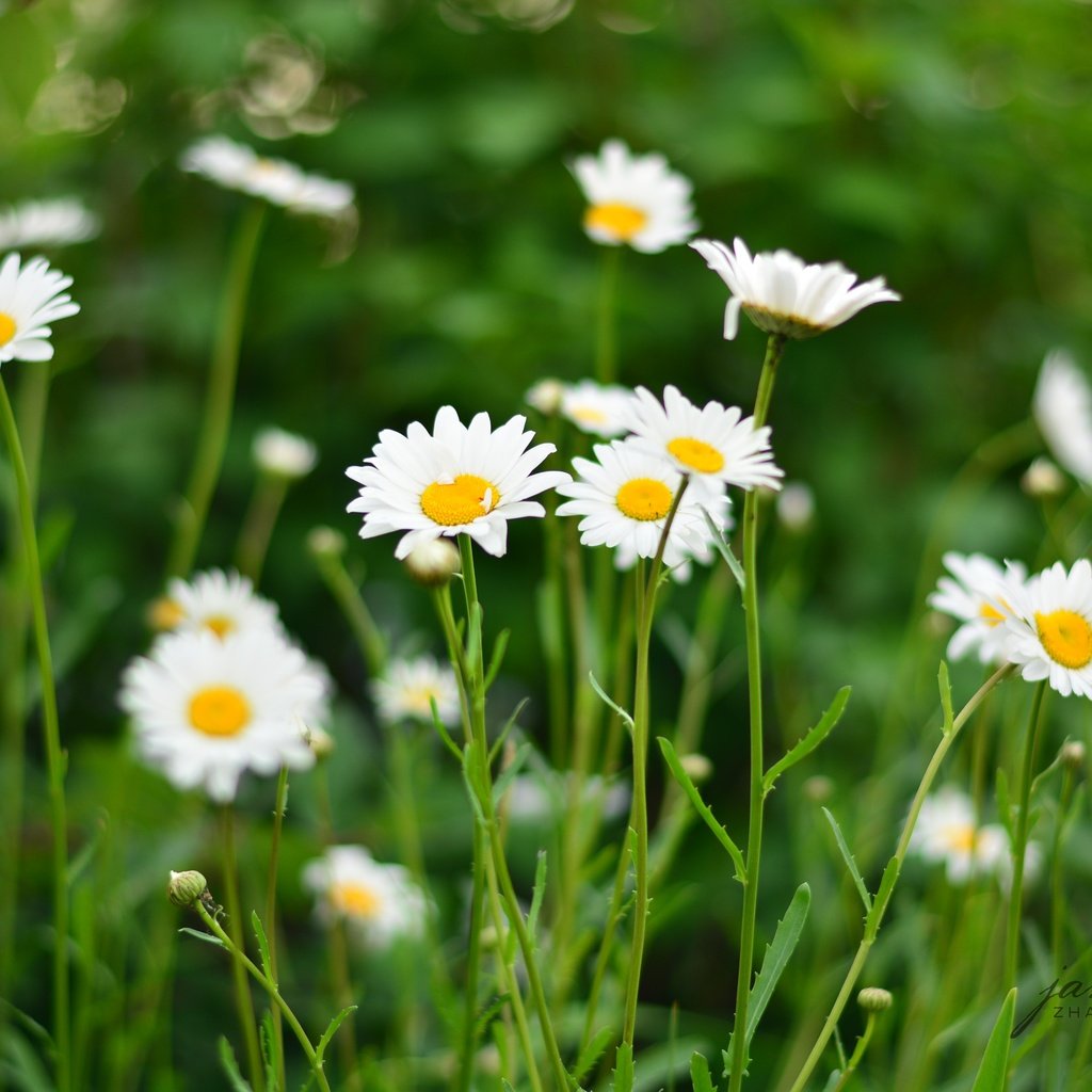 Обои цветы, поле, лето, лепестки, ромашки, белые, flowers, field, summer, petals, chamomile, white разрешение 4496x3000 Загрузить