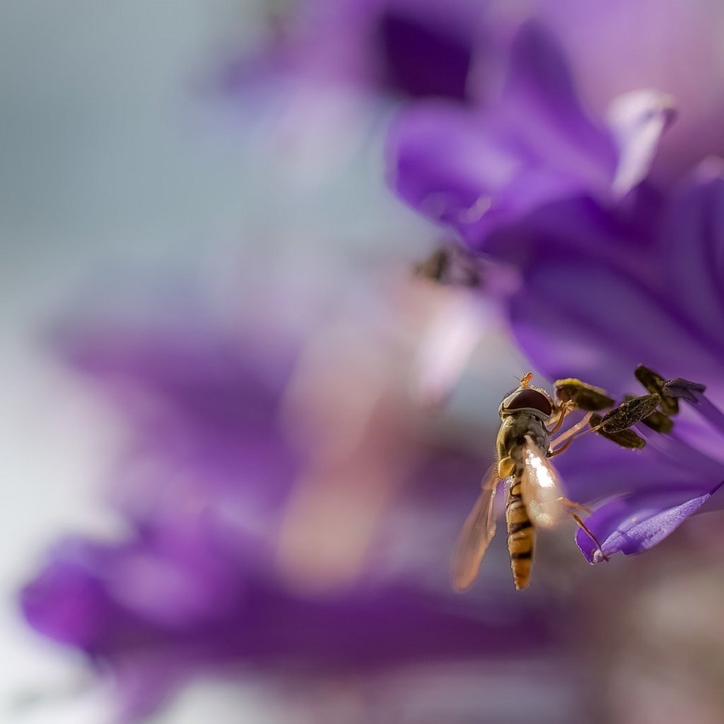 Обои фон, цветок, крылья, размытость, оса, жало, background, flower, wings, blur, osa, sting разрешение 2072x1080 Загрузить