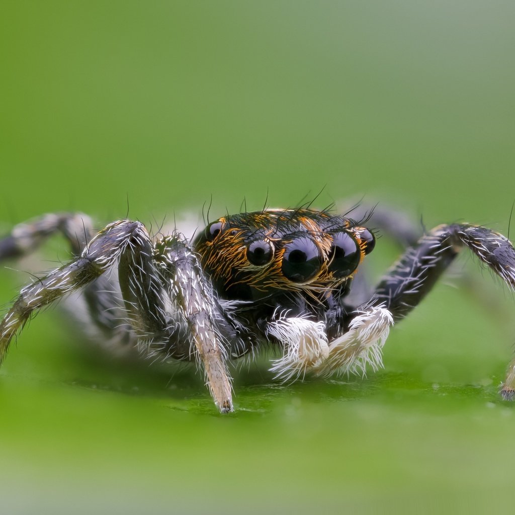 Обои глаза, макро, насекомое, паук, волоски, лапки, боке, eyes, macro, insect, spider, hairs, legs, bokeh разрешение 2000x1333 Загрузить